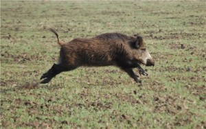 Create meme: wild pigs, boar, wild boar