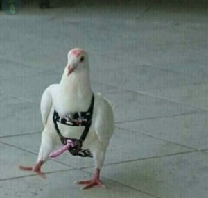 Create meme: dove with his cock, brazen dove, funny pigeon