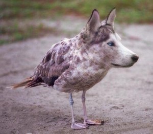 Create meme: unusual animals, Seagull, dog