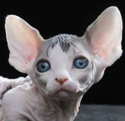 Create meme: Sphynx , Sphynx cat , cat Sphynx