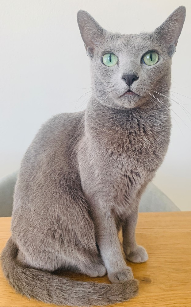 Create meme: the Russian blue cat, breed of cats Russian blue, Russian blue 