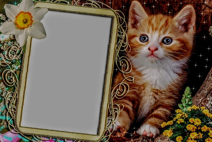 Create meme: cat frame, frame for photoshop, cats photoshop