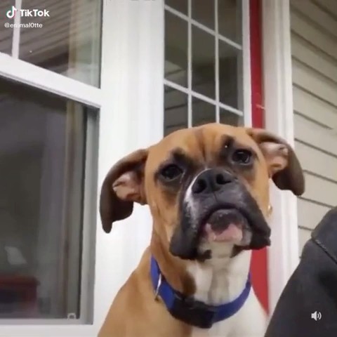 Create meme: boxer's puppy, dog nose , funny animals 
