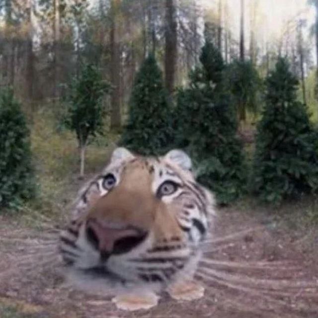 Create meme: Siberian tiger, the Amur tiger , wild tiger