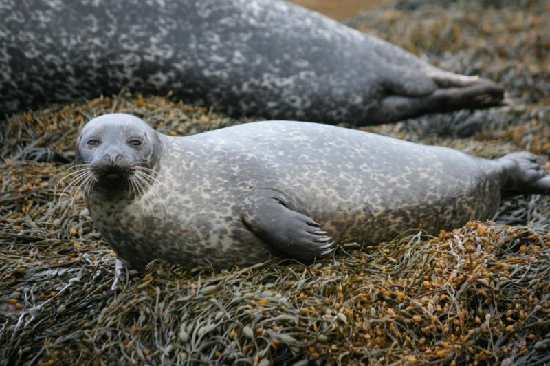 Создать мем: длинномордый балтийский тюлень, серый тюлень великобритания, тюлень редкий вид