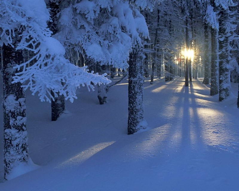 Create meme: winter , winter snow , in the winter forest