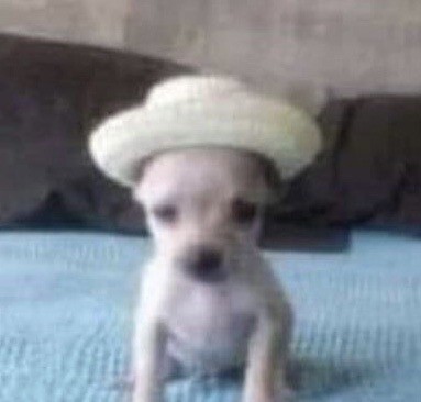 Create meme: breed Chihuahua, Chihuahua dog, mini Chihuahua