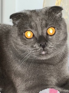 Create meme: Scottish fold cat, Scottish fold cat grey, Scottish fold