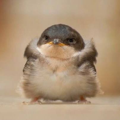 Create meme: funny chicks, the baby bird is a yellow swallow, bird 