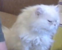Создать мем: персидская кошка ангорка, персидская длинношерстная кошка джуно, персидский кот