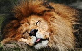 Create meme: sleep, lion, the mane of a lion