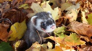 Create meme: ferret animal, ferret, animals in the fall