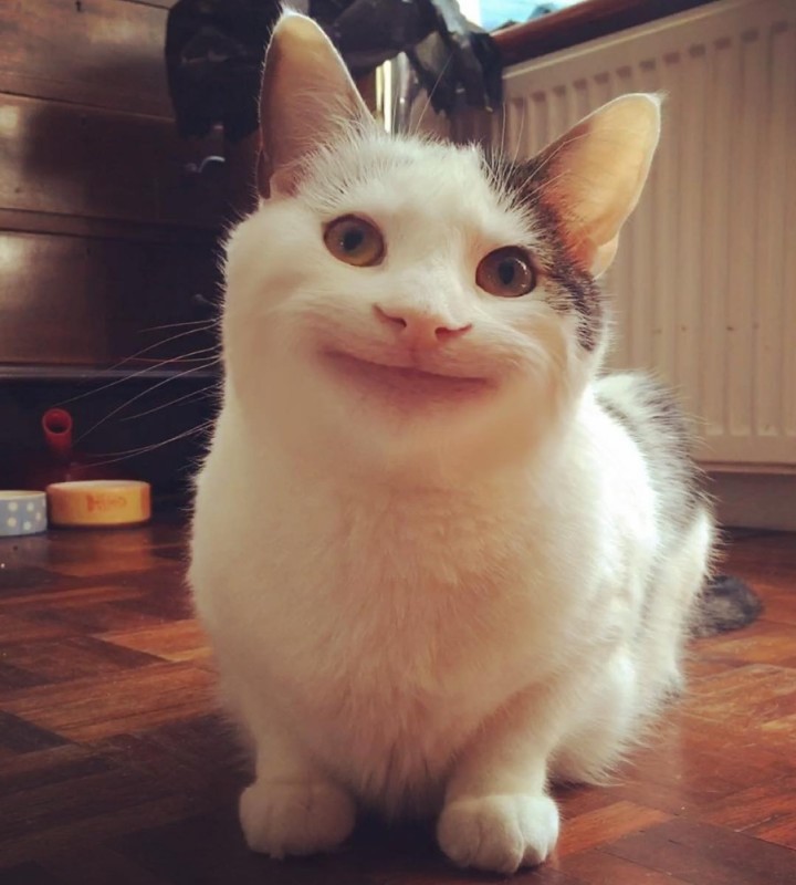 Create meme: cute cats funny, smiling cat meme, polite cat