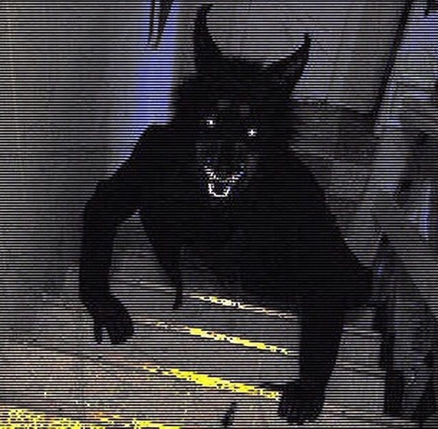 Create meme: scary black cat, The skinwalker creature, darkness