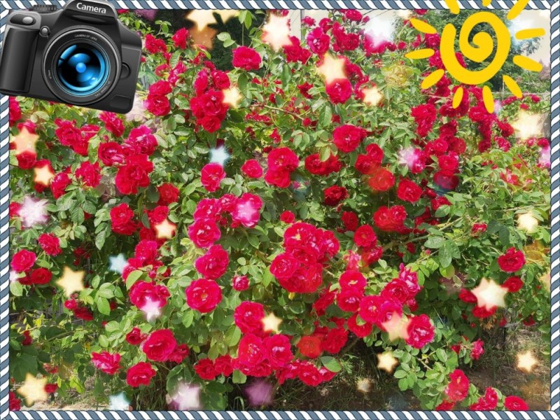Create meme: climbing rose, flowers , floribunda roses