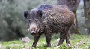 Create meme: wild boar