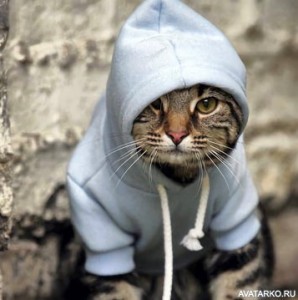 Create meme: Kote, the cat in the Adidas, the cat in the hood