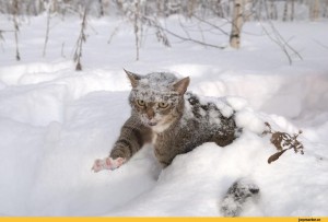 Создать мем: кот зимний, котик на снегу, полосатый кот в снегу