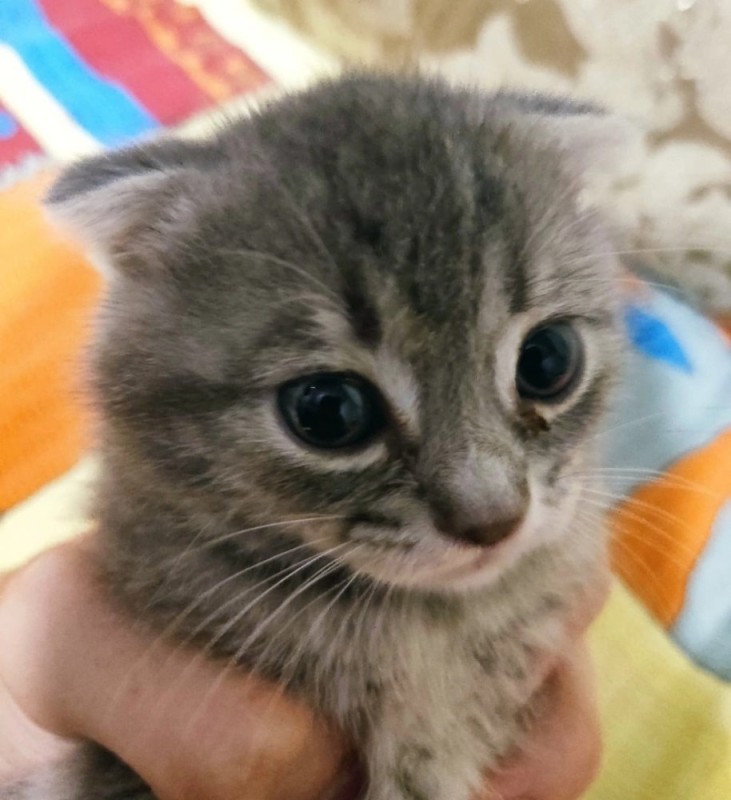 Create meme: Scottish fold cat, Scottish, cat kitten