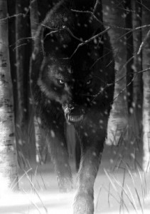 Создать мем: черный волк в лесу арт, черный волк оборотень, Чёрные волки