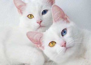 Создать мем: кошки близнецы айрис и абис, cat breeds, порода кошек близнецы