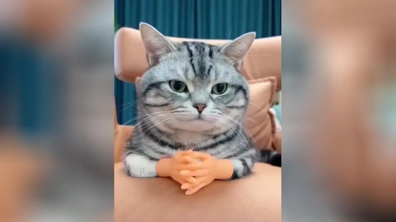 Create meme: funny cats , sad cat , very cute cat