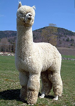 Create meme: white alpaca, alpaca wool, alpacas and llamas