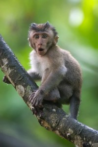 Создать мем: размытое изображение, яванская макака малыш, животные обезьяны