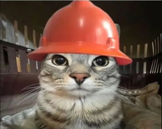 Create meme: cat , meme cat , the cat is a hard worker
