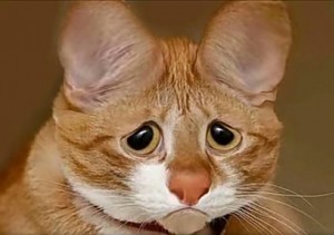 Создать мем: обиженный рыжий кот, кот смешной, кот грустный