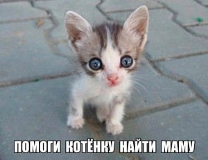 Create meme: homeless kittens, cute cat