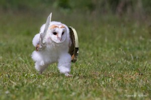 Create meme: owl is the barn owl, common barn owl