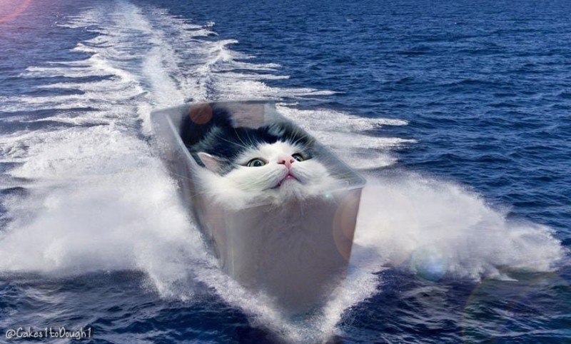 Create meme: cat surfing, cat , boat 