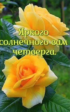 Create meme: yellow roses , rose tea hybrid , flowers yellow roses