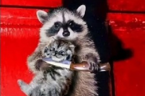 Create meme: raccoon animal, raccoon gargle, enotik
