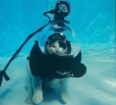 Создать мем: кот дайвер, собака аквалангист, водолаз
