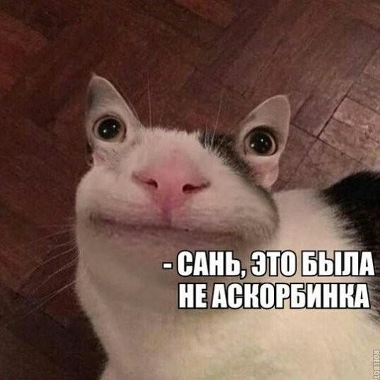 Создать мем: кот, улыбающийся кот мем, коты