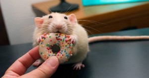 Create meme: hamster rat photo, rats fun video, cute rat Dumbo