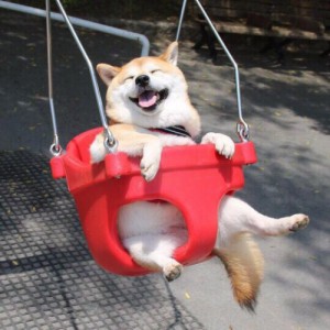Create meme: dog, on the swings, shiba