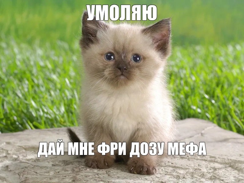 Создать мем: котики котики, котенок красивый, котики
