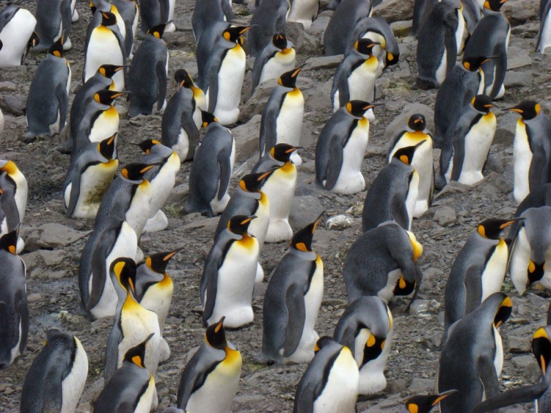 Создать мем: колония королевских пингвинов, пингвин королевский, большой пингвин