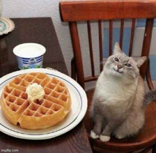 Создать мем: кот сидит на блинах, кошка, кот вафелька