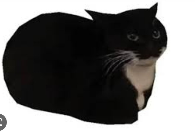 Создать мем: черная кошечка, милый черный кот, черный кот