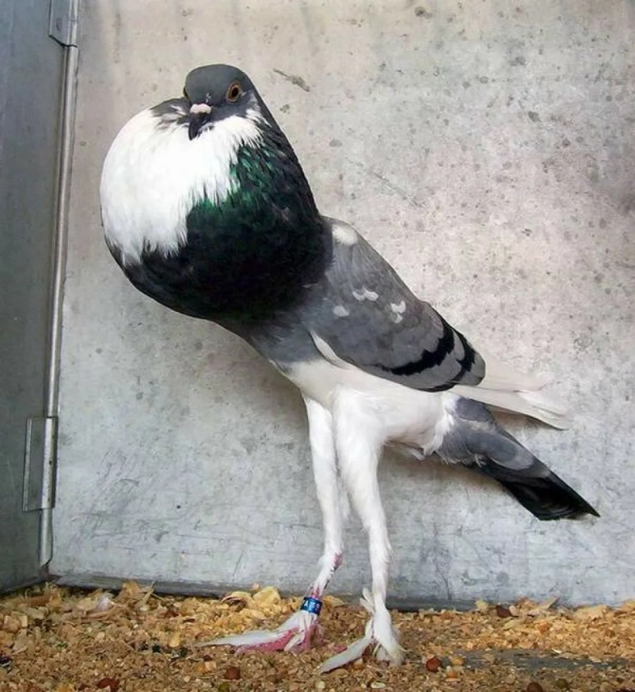 Создать мем: pouter pigeon, голуби голуби, породы голубей дутыши