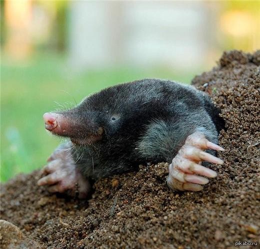 Create meme: the blind mole, the mole is small, moles 