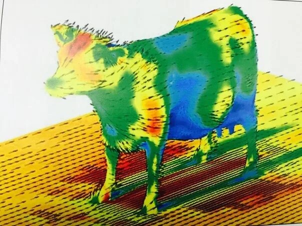Create meme: cow aerodynamics, aerodynamics, cow aerodynamics