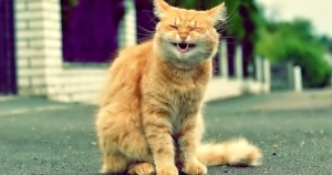 Create meme: the ginger cat laughs, sly red cat, the cat yawns