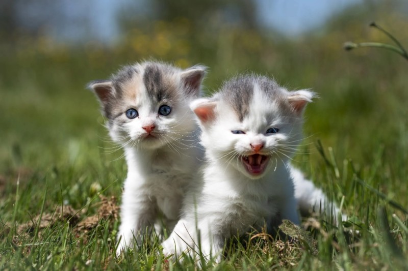 Create meme: wallpaper with kittens, cute kittens, cat 