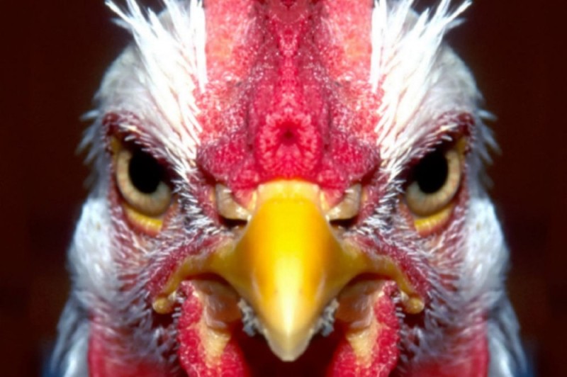Create meme: angry chicken, chicken head, chicken eyes