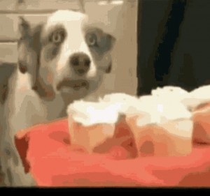 Создать мем: собака торт гифка, собака флэшбэк вьетнам, собака вьетнамские флешбеки